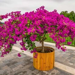 Barbara Karst Bougainvillea -Geen Shop Barbera Karst Bougainvillea 5