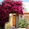 Barbara Karst Bougainvillea 2 Barbara Karst Bougainvillea -Geen Shop Barbera Karst Bougainvillea 600x600 11516fc5 d1fe 49cc 90b3 95b8d0196ed1