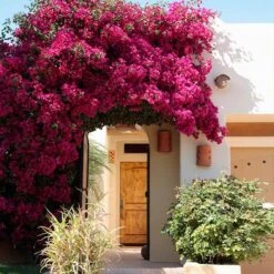 Barbara Karst Bougainvillea