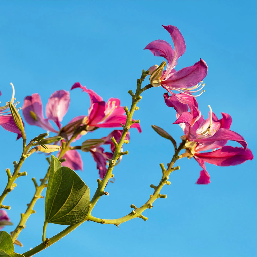 Hong Kong Orchid Tree 7 Hong Kong Orchid Tree - Image 5