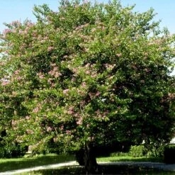 Hong Kong Orchid Tree 10 Hong Kong Orchid Tree -Geen Shop Bauhinia x blakeana 4