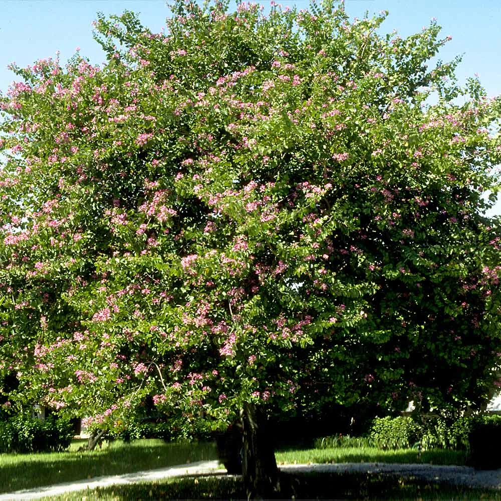 Hong Kong Orchid Tree 5 Hong Kong Orchid Tree - Image 3