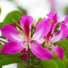 Hong Kong Orchid Tree -Geen Shop Bauhinia x blakeana BB 600x600 b7aed7a6 52fd 49f3 9523 d677254c5936