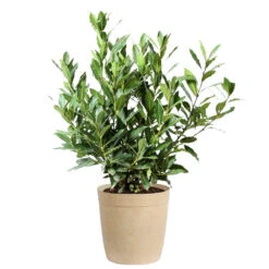 Bay Laurel -Geen Shop Bay Laurel 3G Delilah Tan pot