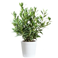 Bay Laurel -Geen Shop Bay Laurel 3G Delilah White pot