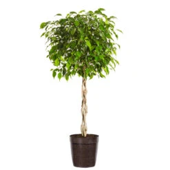 Benjamina Ficus Tree -Geen Shop Benjamina Ficus Tree Delilah Brown pot