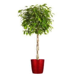 Benjamina Ficus Tree -Geen Shop Benjamina Ficus Tree Delilah Red pot