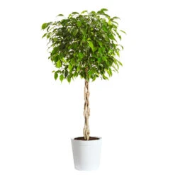 Benjamina Ficus Tree -Geen Shop Benjamina Ficus Tree Delilah White pot