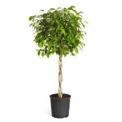 Benjamina Ficus Tree -Geen Shop Benjamina Ficus Tree standard pot