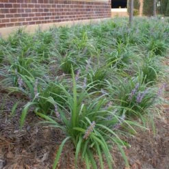 Big Blue Liriope Plant -Geen Shop Big Blue Liriope 1