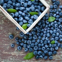 Biloxi Blueberry Bush 7 Biloxi Blueberry Bush -Geen Shop Biloxi Blueberry 1