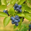 Biloxi Blueberry Bush -Geen Shop Biloxi Blueberry 600x600 4b59ba12 0c7d 42b9 927e 43216bfc9ff9