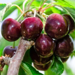 Bing Cherry -Geen Shop Bing Cherry Tree 2 BB