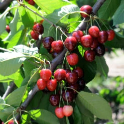 Cherry Pollinator Pack -Geen Shop Bing Cherry Tree 2 FGT