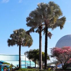 Bismarck Palm Tree -Geen Shop Bismark palm 7