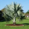Bismarck Palm Tree 1 Bismarck Palm Tree -Geen Shop Bismark palm BB 600x600 ecb3639d d186 436a b107 1179a34db136