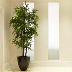 Black Bamboo Plant -Geen Shop Black Bamboo 2