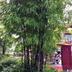 Black Bamboo Plant -Geen Shop Black Bamboo 6 BB