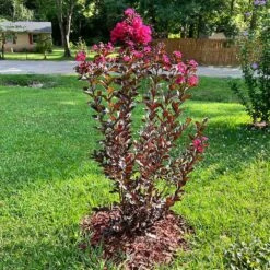 Black Diamond® Mystic Magenta™ Crape Myrtle Tree -Geen Shop Black Diamon Magestic magenta Crape Myrtle4