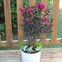Black Diamond® Mystic Magenta™ Crape Myrtle Tree -Geen Shop Black Diamon Magestic magenta Crape Myrtle 1