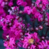 Black Diamond® Mystic Magenta™ Crape Myrtle Tree -Geen Shop Black Diamon Magestic magenta Crape Myrtle 600x600 658364e2 9cb0 40aa bc02 cf955f2b480b