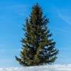 Black Hills Spruce Tree 1 Black Hills Spruce Tree -Geen Shop Black Hills Spruce BB 600x600 803ec661 f5c0 4e19 a451 6bd222019a9b
