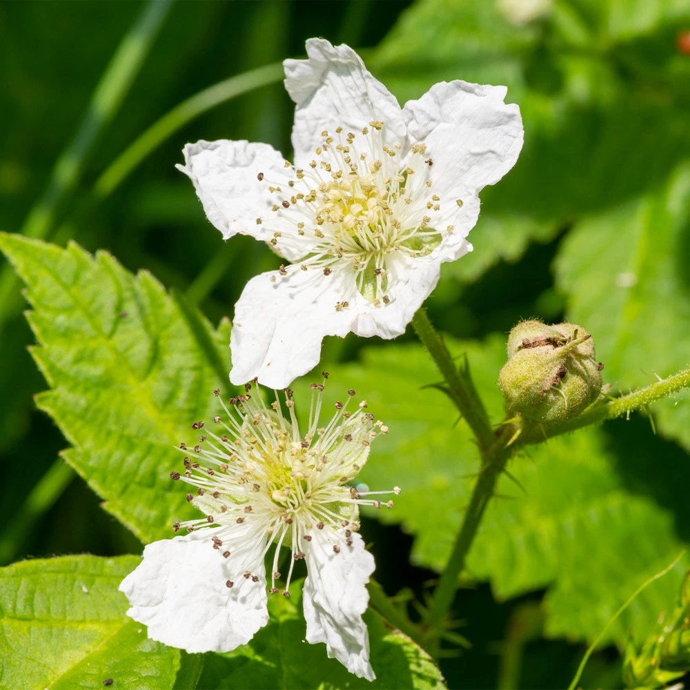 Black Satin Thornless Blackberry 5 Black Satin Thornless Blackberry - Image 3