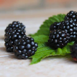 Black Satin Thornless Blackberry 10 Black Satin Thornless Blackberry -Geen Shop Black Satin Blackbery 5