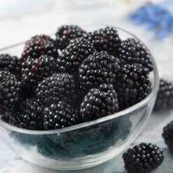 Black Satin Thornless Blackberry 11 Black Satin Thornless Blackberry -Geen Shop Black Satin Blackbery 6 BB