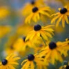 Goldsturm Black-Eyed Susan -Geen Shop Black eyed susan BB 600x600 d2bc4e13 0416 4631 a73c f7fdb30ea416