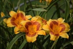 Blackeyed Stella Daylily -Geen Shop Blackeyed Stella Daylily 400 2