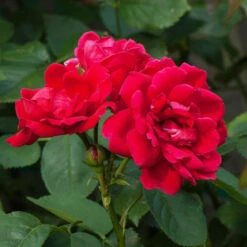Blaze Improved Climbing Rose -Geen Shop Blaze Improved Rose 1 BB