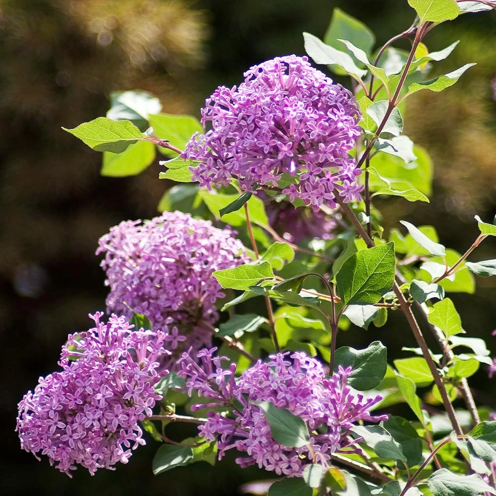 Bloomerang® Purple Reblooming Lilac Shrub 6 Bloomerang® Purple Reblooming Lilac Shrub - Image 4