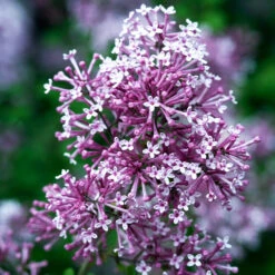 Bloomerang Purple Lilac Tree 8 Bloomerang Purple Lilac Tree -Geen Shop Bloomerang Lilac Shrub 4 BB 52479a65 b9ec 42da bf90 46a44dee596f