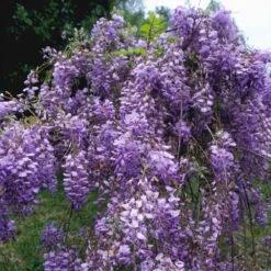 Blue Moon Wisteria Vine 8 Blue Moon Wisteria Vine -Geen Shop Blue Moon Wisteris 1