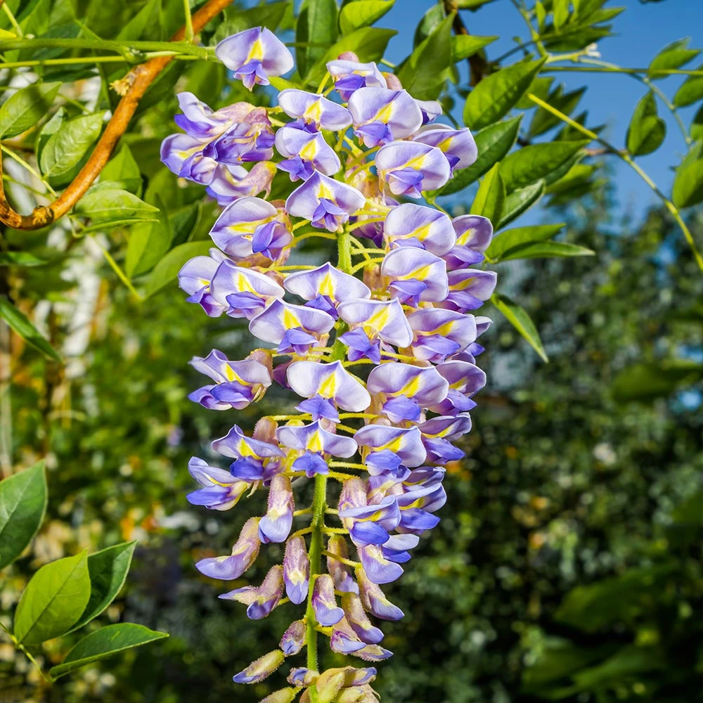 Blue Moon Wisteria Vine 6 Blue Moon Wisteria Vine - Image 4