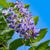 Blue Moon Wisteria Vine -Geen Shop Blue Moon Wisteris BB 600x600 3c2e6f1d c534 4a18 aa76 8757bb4b0642