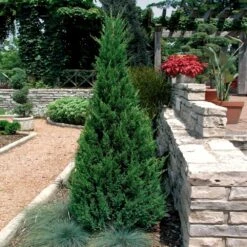 Blue Point Juniper Tree -Geen Shop Blue Point Juniper 2