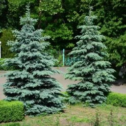 Blue Wonder Spruce Tree -Geen Shop Blue Wonder Spruce 2