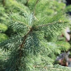 Blue Wonder Spruce Tree -Geen Shop Blue Wonder Spruce 3