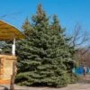 Blue Wonder Spruce Tree -Geen Shop Blue Wonder Spruce BB 600x600 a7a22844 7d0c 413a bc54 98037f32e871