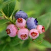 3-in-1 Blueberry Bush -Geen Shop Blueberry 3in1 600x600 262c71d9 f306 4e4b 9cb6 9ed489508caf