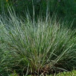 Blues Little Bluestem Grass -Geen Shop Bluestem Grass The Blues 4