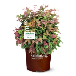 Blush Pink™ Nandina Shrub -Geen Shop Blush Pink Nandina 6