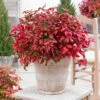 Blush Pink™ Nandina Shrub -Geen Shop Blush Pink Nandina 600x600 cb84855b 9870 4eab 841c 84ea09275d8d