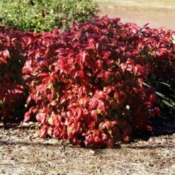 Blush Pink™ Nandina Shrub -Geen Shop Blush Pink Nandina BB 1