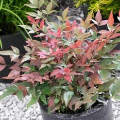 Blush Pink™ Nandina Shrub -Geen Shop Blush Pink Nandina BB 4