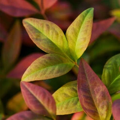 Blush Pink™ Nandina Shrub -Geen Shop Blush Pink Nandina BB 6