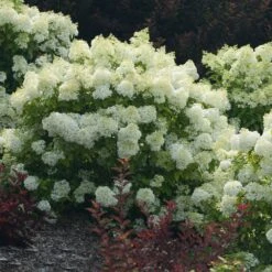 Bobo® Hydrangea Shrub -Geen Shop Bobo Hyrangea 3 BB