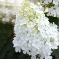 Bobo® Hydrangea Shrub -Geen Shop Bobo Hyrangea 5
